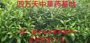 党旗下的大国医者——曹辉华
