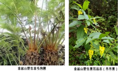 赣南地区天然中草药的研究与开发 一一江西省信丰县金源生物科技发展有限公司   邱胜亮(电话:13803572282)