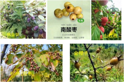 赣南地区天然中草药的研究与开发 一一江西省信丰县金源生物科技发展有限公司   邱胜亮(电话:13803572282)