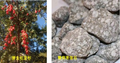 赣南地区天然中草药的研究与开发 一一江西省信丰县金源生物科技发展有限公司   邱胜亮(电话:13803572282)